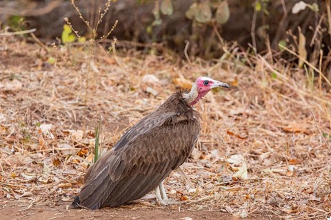 Black-capped vulture (Necrsoyrtes monachus) Zambia