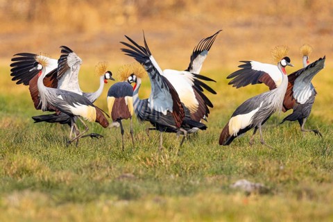 Crowned Crane (Balearica regulorum) Courtship behaviour Zambia