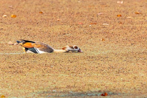 Egyptian goose (Alopochen aegyptiaca) Zambia