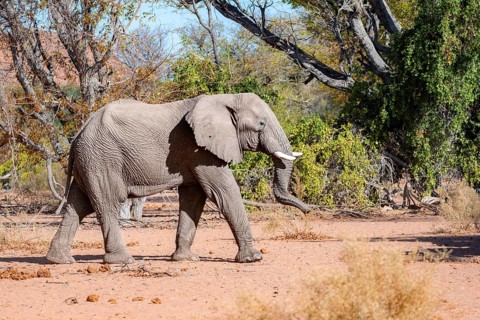 African elephant (Loxodonta africana), desert elephant, in the riverbed of the Ugab River,