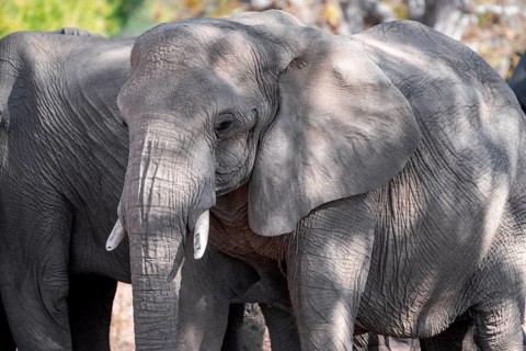 Single elephant in a herd of African elephants (Loxodonta africana), desert elephants, riverbed of