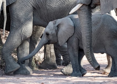 Juvenile between adult elephants, African elephant (Loxodonta africana), desert elephants, riverbed