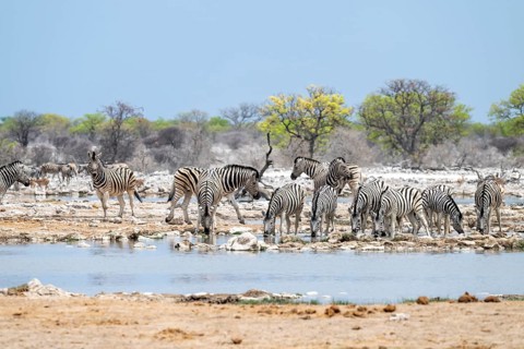 Herd of plains zebra (Equus quagga) at a waterhole, Etosha National Park, Namibia