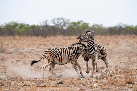 Two plains zebras (Equus quagga) fighting, Etosha National Park, Namibia