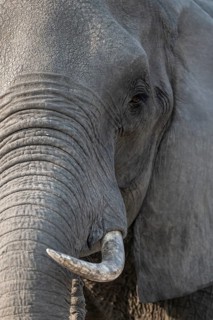 Animal portrait, African elephant (Loxodonta africana), Ihaha, Chobe National Park, Botswana