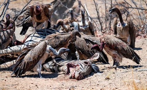 White-backed vulture (Gyps africanus) with bloody head sitting on the head of a dead plains zebra