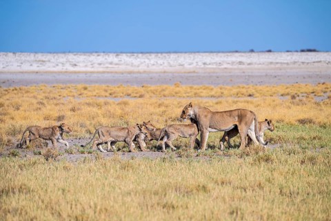 Lioness (Panthera leo) with cubs, Etosha National Park, Namibia