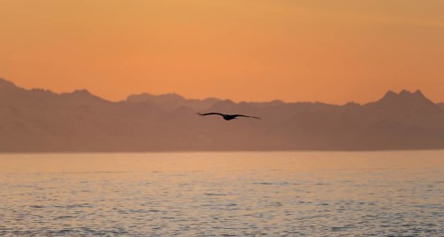 Bald eagle (Haliaeetus leucocephalus) flying in front of mountain silhouettes of the Aleutian