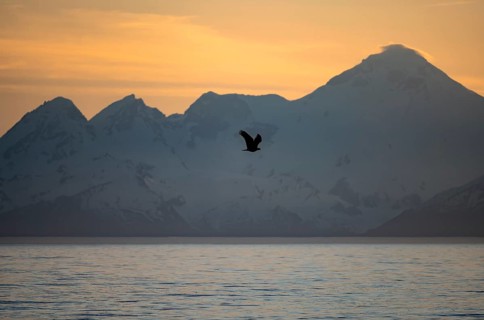 Bald eagle (Haliaeetus leucocephalus) flying in front of mountain silhouettes of the Aleutian chain