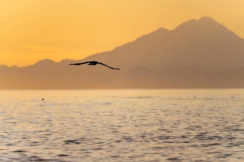 Bald eagle (Haliaeetus leucocephalus) flying in front of mountain silhouettes of the Aleutian chain