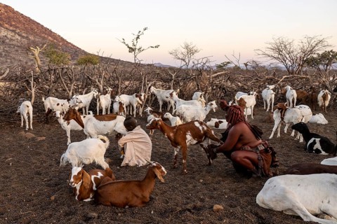 Himba woman milking a goat, traditional Himba village, Kaokoveld, Kunene, Namibia