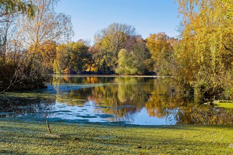 Autumn colors on Sandbrack, a lake in the Kirchwerder district of Hamburg. Fünfhausen, Kirchwerder,