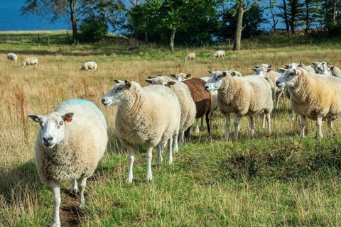 Sheep on a pasture in Kåseberga, Ystad Municipality, Skåne County, Sweden, Scandinavia