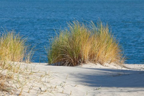 Sand dunes on the elbow on the island of Sylt, Germany