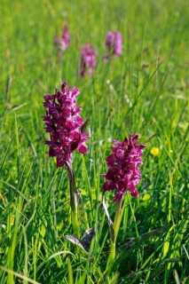 Blooming spotted orchid, Swiss Alps