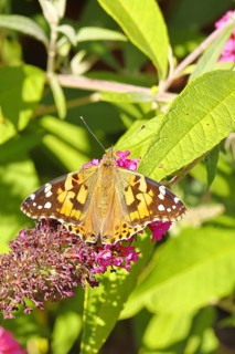 Thistle butterfly (Vanessa cardui) on a Buddleja davidii flower, Wilnsdorf, North Rhine-Westphalia,