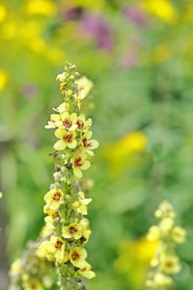 Dark mullein (Verbascum nigrum), flowers, inflorescence, in a natural garden, close-up, Wilnsdorf,