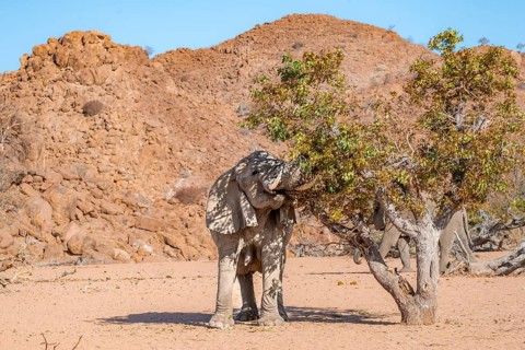 African elephant (Loxodonta africana), desert elephant in barren desert landscape, eating leaves in