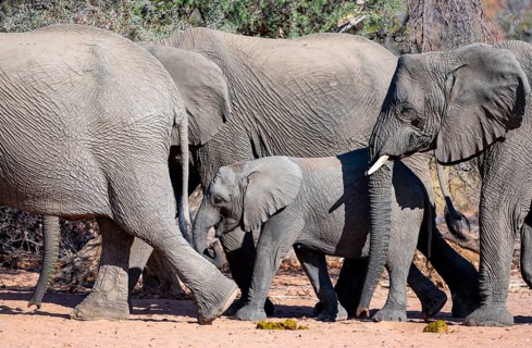 Young elephant among other elephants in the herd, African elephant (Loxodonta africana), desert