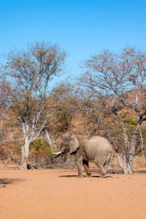 African elephant (Loxodonta africana), desert elephant in barren desert landscape, riverbed of the