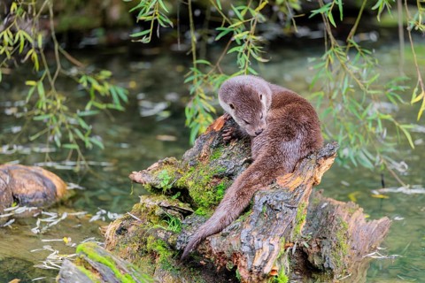 A Eurasian otter (Lutra lutra) grooms himself on a root of a tree with some moss on it lying in the