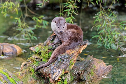 A Eurasian otter (Lutra lutra) rests on a root of a tree with some moss on it lying in the water.