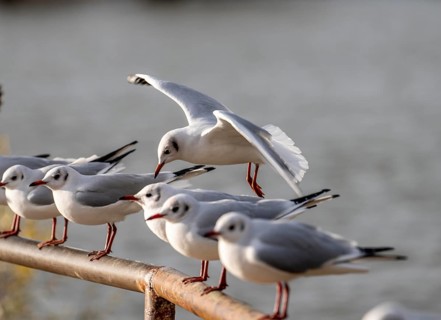 Black-headed gulls in winter dress, on a railing on the Rhine near Duisburg-Walsum, North