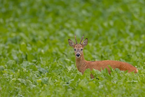 An old roebuck (Capreolus capreolus) purposefully follows the whistling of a doe ready to mate,