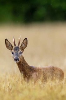 Roebuck (Capreolus capreolus) yearling in a field, eyes, eye contact, summer coat, Germany