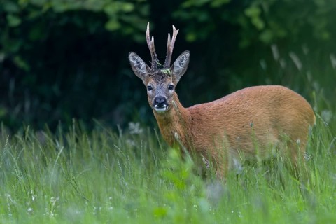 Roebuck (Capreolus capreolus) with unusual horns, an 8-pointer, abnormal, eyes, eye contact, summer