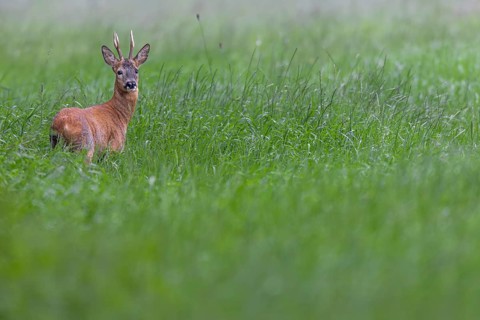 Roebuck (Capreolus capreolus) in best physical condition, eye contact, summer coat, Germany