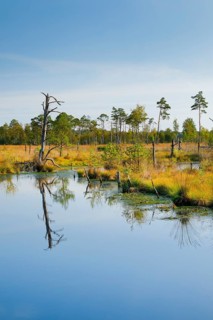 Pine forest and dead wood near Seelein in Pitzmoor in the Lüneburger Heide nature park Park near