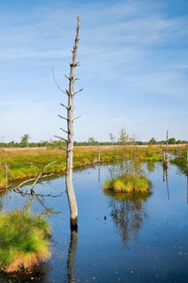 Dead wood spikes in moor water, Seelein in Pitzmoor, Lüneburger Heide nature park Park near