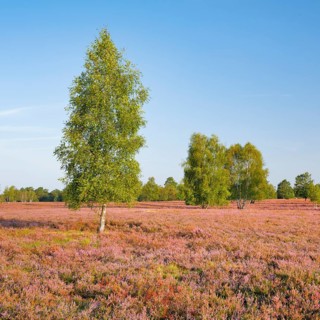Birches in the blooming Lüneburg Heath, Osterheide near Schneverdingen, Lower Saxony, Germany