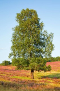 Large birch tree in the blooming Lüneburg Heath, Lower Saxony, Germany