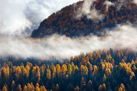 Coniferous forest with larch and spruce trees crossed by clouds of fog, Engadin, Canton of