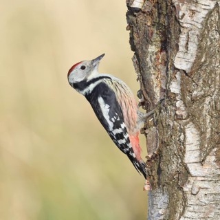 Middle spotted woodpecker (Dendrocopos medius), foraging on the trunk of a common birch (Betula