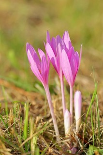 Autumn crosses (Colchicum autumnale), timeless plants (Colchica) half-opened flowers in a meadow,