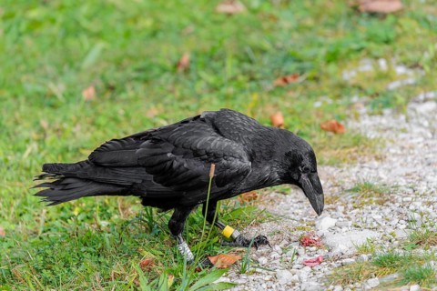 A raven (Corvus corax) stands in a meadow and digs up hidden food