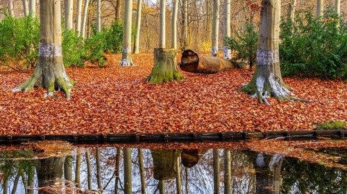 Protection against beaver damage, with whitish paint containing quartz sand, painted trees in the