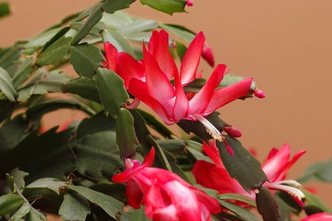 Christmas cactus (Schlumbergera truncata), flowers, in studio, North Rhine-Westphalia, Germany