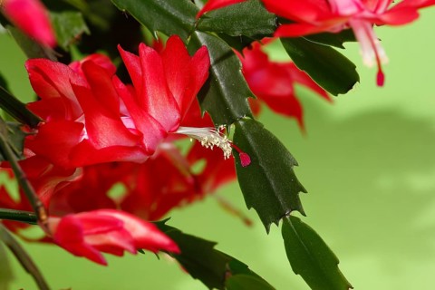 Christmas cactus (Schlumbergera truncata), flowers, in studio, North Rhine-Westphalia, Germany