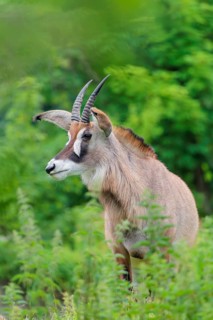 A roan antelope (Hippotragus equinus) stands in a green meadow with tall vegetation. South Africa