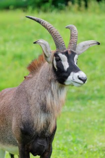 A roan antelope (Hippotragus equinus) stands in a green meadow. South Africa