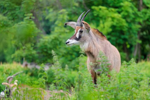A roan antelope (Hippotragus equinus) stands in a green meadow with tall vegetation. South Africa