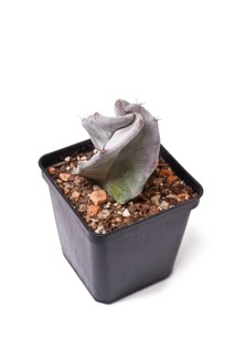 Silver green colored 'Stenocereus Pruinosus cactus houseplant in flower pot on white background