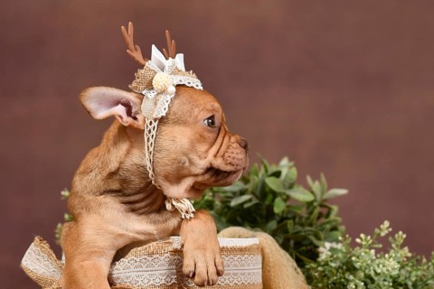 Profile view of French Bulldog puppy with reindeer antlers and long nose in box in front of brown
