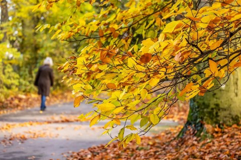 Spa garden Bad Cannstatt in autumn with a walker. hop beech (Ostrya carpinifolia) . Stuttgart,