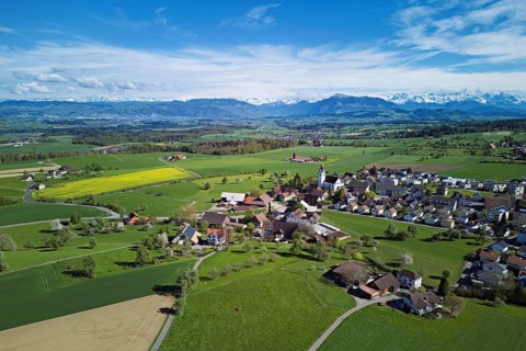 View of town with field of blooming rapeseed, Rigi and the snowy Alps in the back, Beinwil,