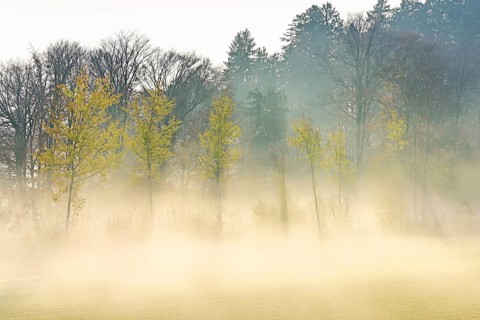 Autumnal birch trees (Betula pendula), in fog, Beinwil-Freiamt, Canton, Aargau, Switzerland